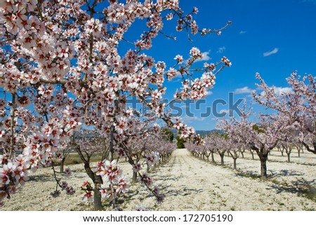 Almond orchard in blossom, Alicante, Spain, flowering almond trees on a sunny day, blue sky and white clouds