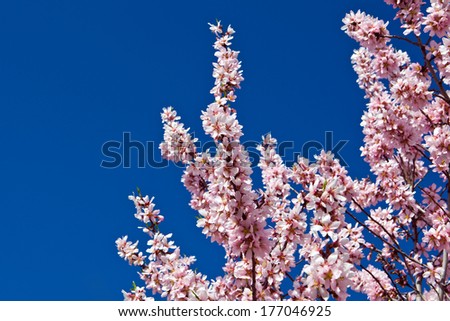 spring almond tree pink flowers with branch and blue sky outdoors
