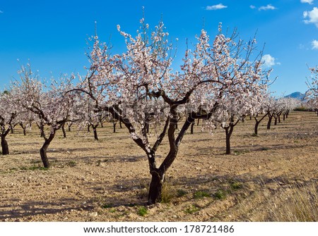 Almond orchard in blossom, Alicante, Spain, flowering almond trees on a sunny day, blue sky and white clouds