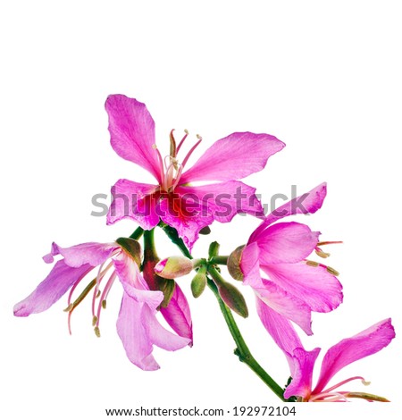 Spring flowering branches pink flowers no leaves isolated on white background Spring flowering branches pink flowers no leaves isolated on white background