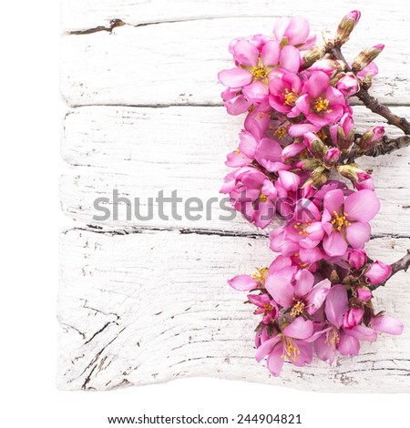pink almond blossoms are no leaves on the old white board  isolated on white background