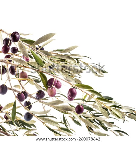 olives in olive tree branch\
 isolated on a white background