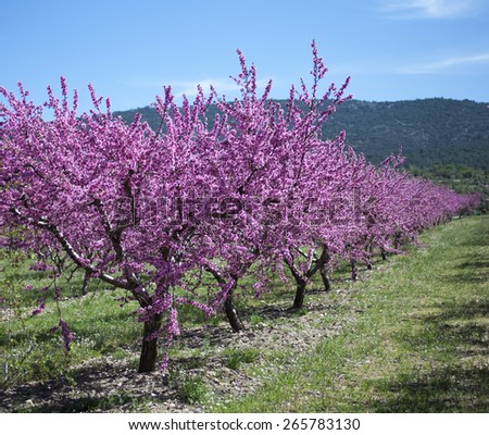 almond trees - Almond orchard in blossom, Alicante, Spain, flowering almond trees on a sunny day, blue sky and white clouds