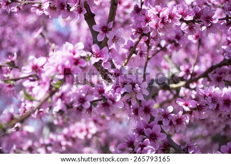 almond trees - Almond orchard in blossom, Alicante, Spain, flowering almond trees on a sunny day