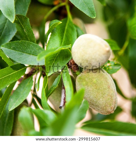 Fresh green almonds with leaves and nuts