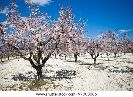 Almond orchard in blossom, Alicante , Spain .