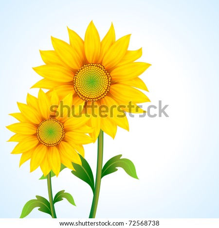 illustration of pair of sunflower on abstract background