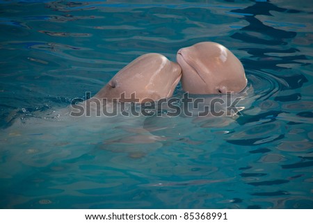 two white whale