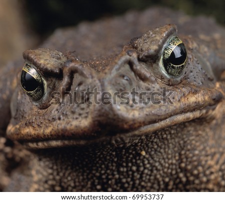 closeup portrait of giant frog