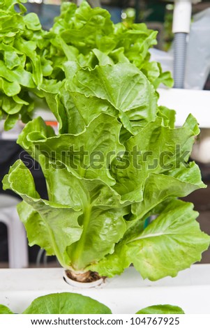 hydroponics vegetable that no use any ground for plant