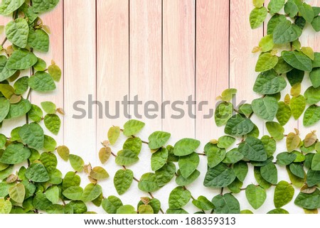 green creeper plant on grunge wood plank