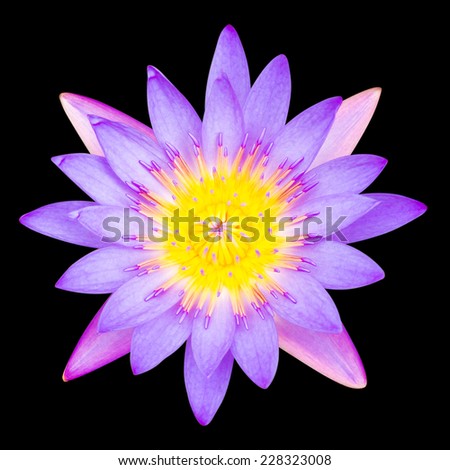 purple water lily isolated on black background with clipping path