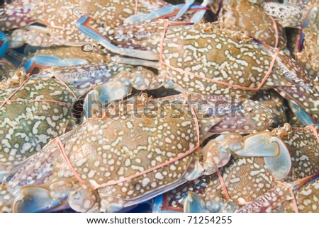 Live horse crab in the water,seafood market-East of Thailand