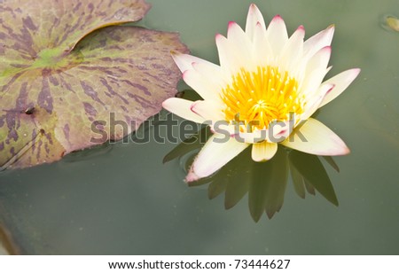 Yellow Lotus in the garden - pathumthanee Thailand