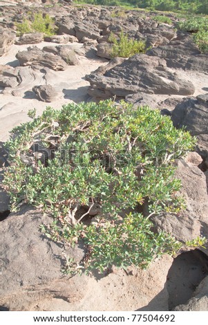 Small Plant on the stone Island in The Khong River after the water come down in Summer