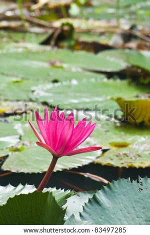 Pink water lily with leafs as background over water