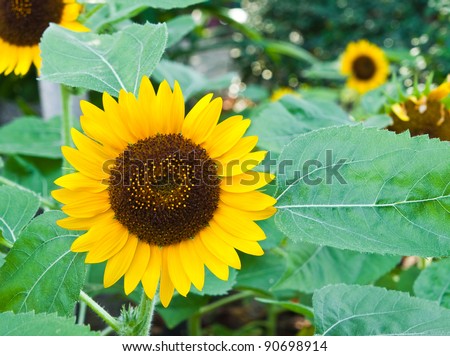 Sunflower close up