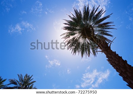 date palm tree in desert. stock photo : Date palm tree