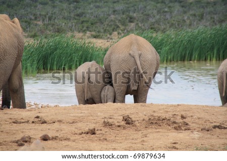 Three elephant from behind, baby elephant in the middle at Elephant Park South Africa