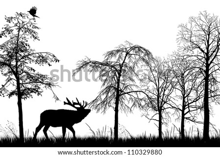 Male Stag Deer