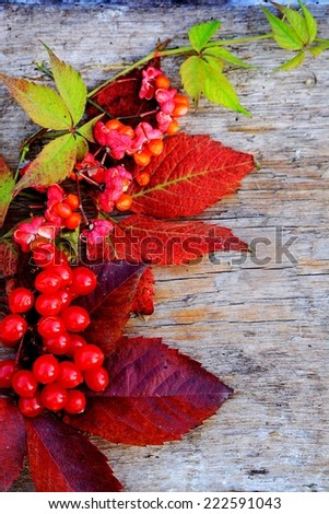 Autumn leaves and berries on a wooden background