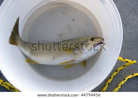 Fish in white bucket