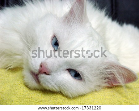 cute black and white cats and kittens. white she-cat with lack