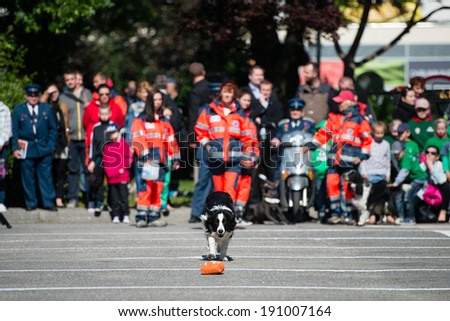PEZINOK, SLOVAKIA - MAY 4, 2014: Demonstration of dogs from search and rescue K-9 team in Pezinok, Slovakia