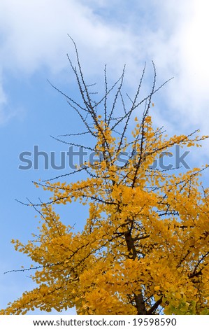 last yellow leaves on the tree with blue sky in the background