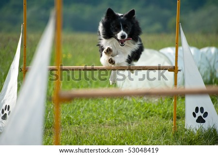 jumping border collie on agility course