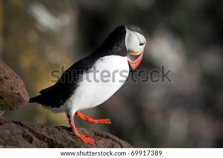 Walking Puffin