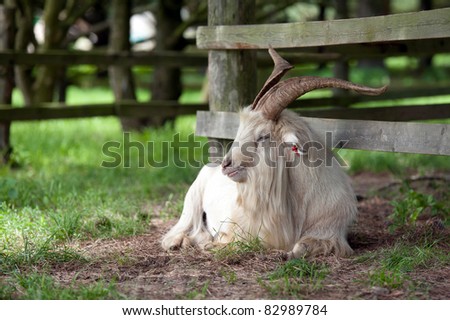 old goat at farm
