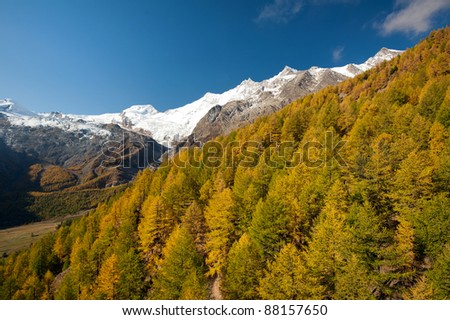 colorful autumn of the forest above Saas Fee, Switzerland