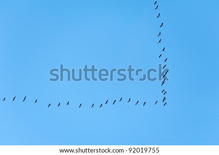 Migrating wild geese flying south at a V shape formation on clear blue sky