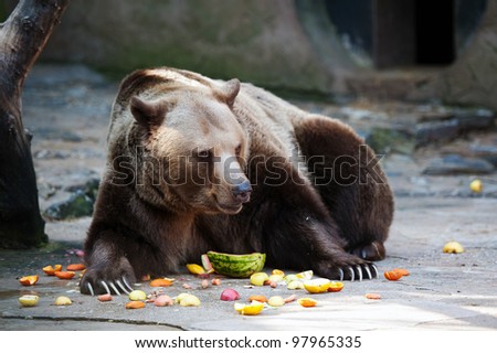 Brown bear eating fruit in ZOO