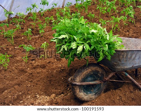 Planting tomato seedling in ground