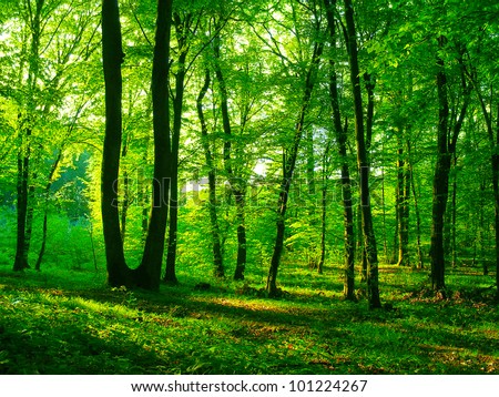 Summer forest. Nature green wood sunlight.