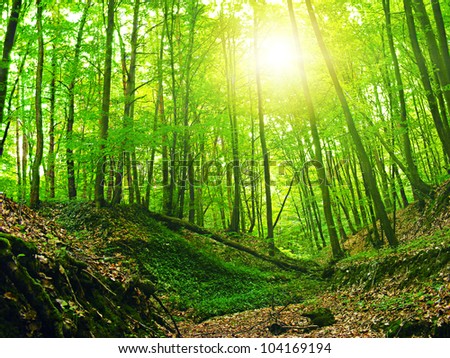 Summer forest with sun light