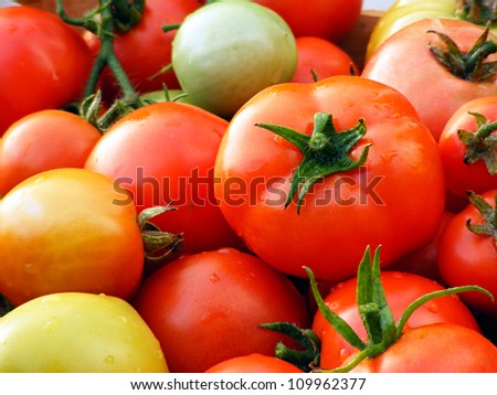 Freshly picked tomatoes of various kinds from the garden in summer