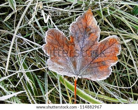 Frozen maple leave in grass
