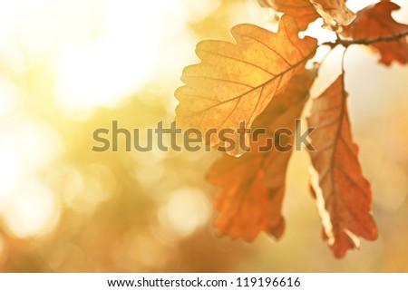 Autumn Oak Leaves In Sunrise Light. Natural Background.