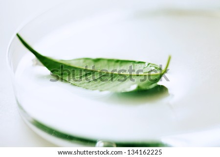 Green leaf in petri dish. Laboratory concept.