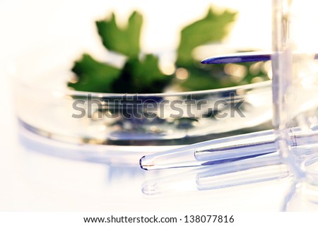 Green leaf in petri dish and laboratory tools. Science concept.