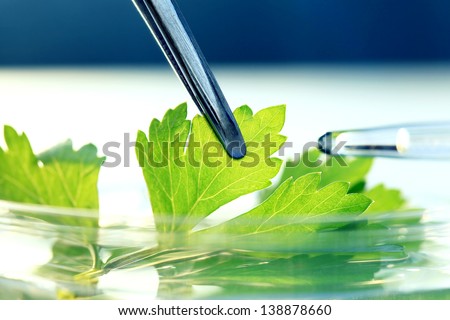 Tweezers with green leaf in petri dish. Laboratory concept.