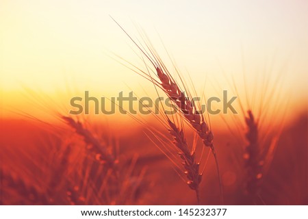 Golden ears of wheat on the field in sunlight. Macro image.