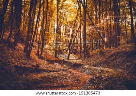 Autumn forest. Beautiful nature background.