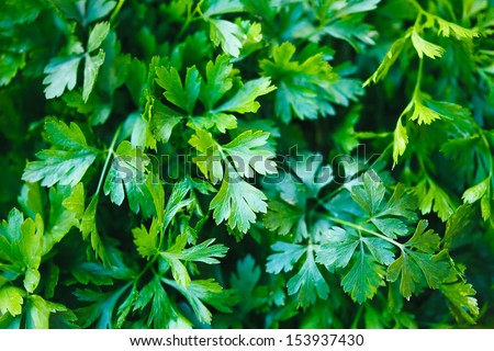 Green parsley. Macro image.