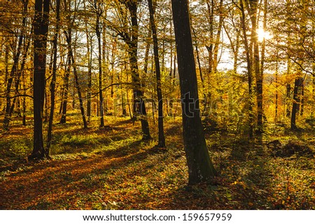 Autumn forest in sunset light. Beautiful nature background.