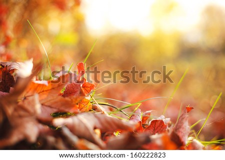 Autumn leaves in grass. Autumn theme.