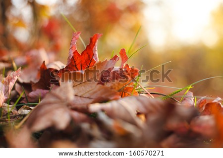 Autumn leaves in grass. Autumn theme.